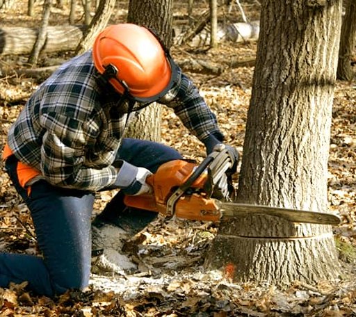Tree Removal in East Wilton, ME